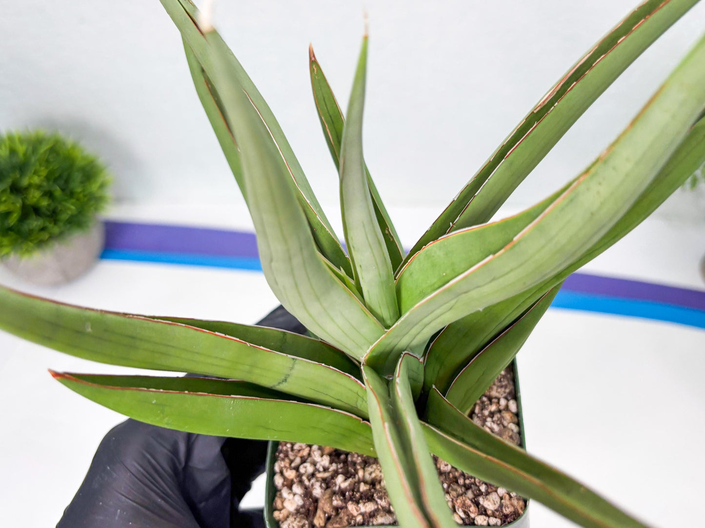 Sansevieria Baibid (Y) | Imported Sansevieria