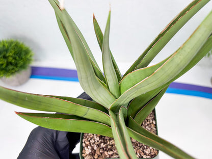 Sansevieria Baibid (Y) | Imported Sansevieria