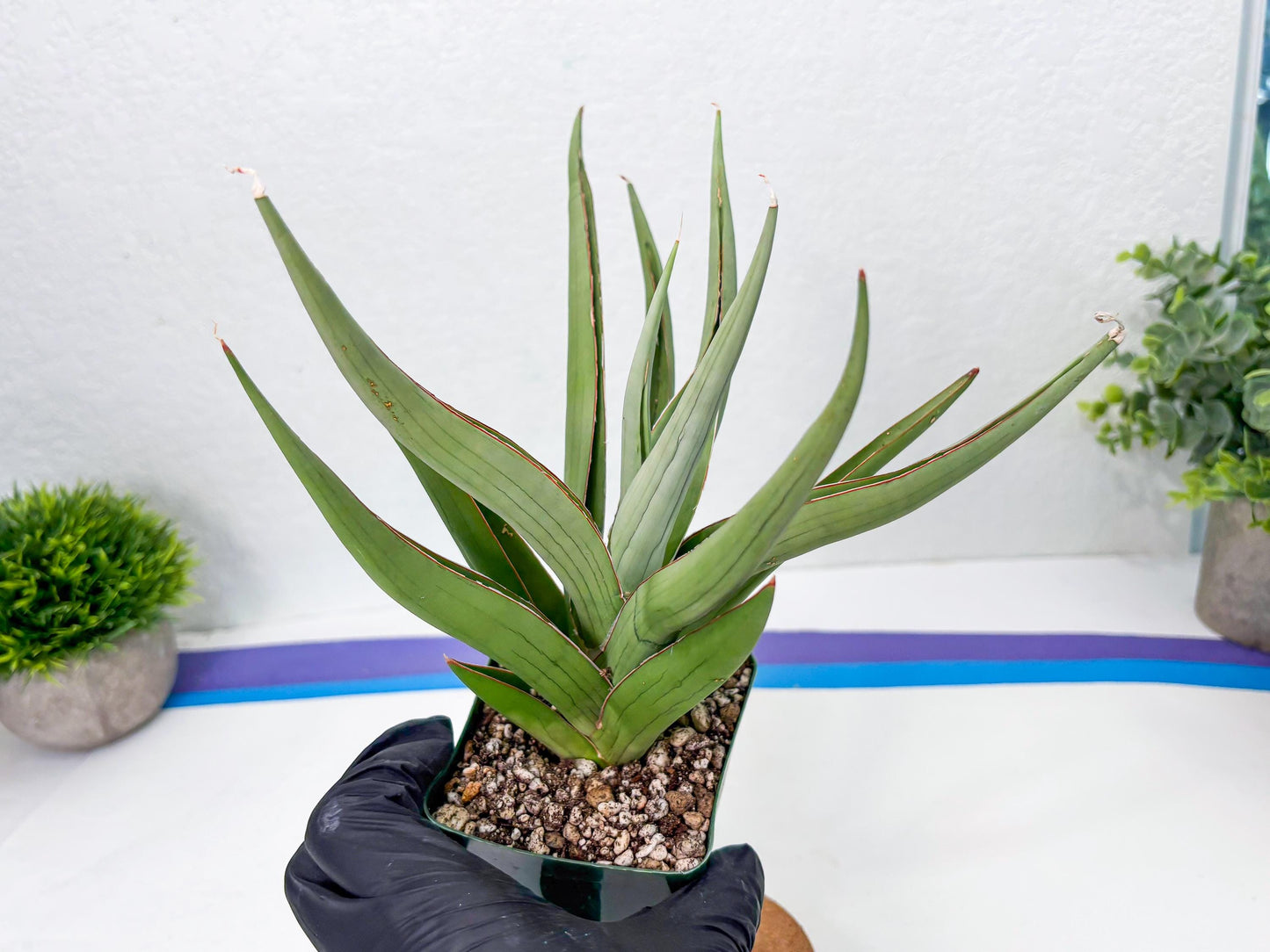 Sansevieria Baibid (Y) | Imported Sansevieria