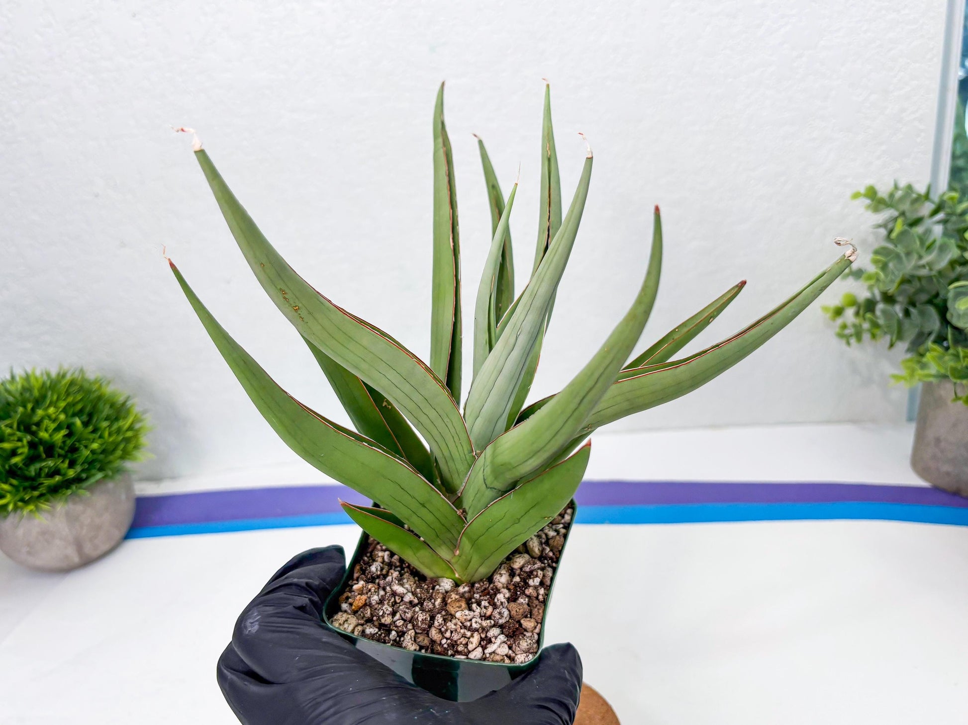 Sansevieria Baibid (Y) | Imported Sansevieria