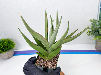 Sansevieria Baibid (Y) | Imported Sansevieria