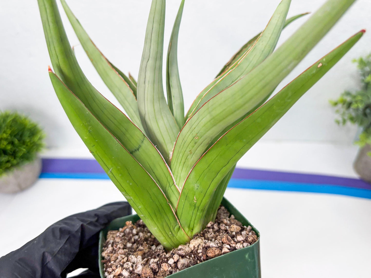 Sansevieria Baibid (Y) | Imported Sansevieria