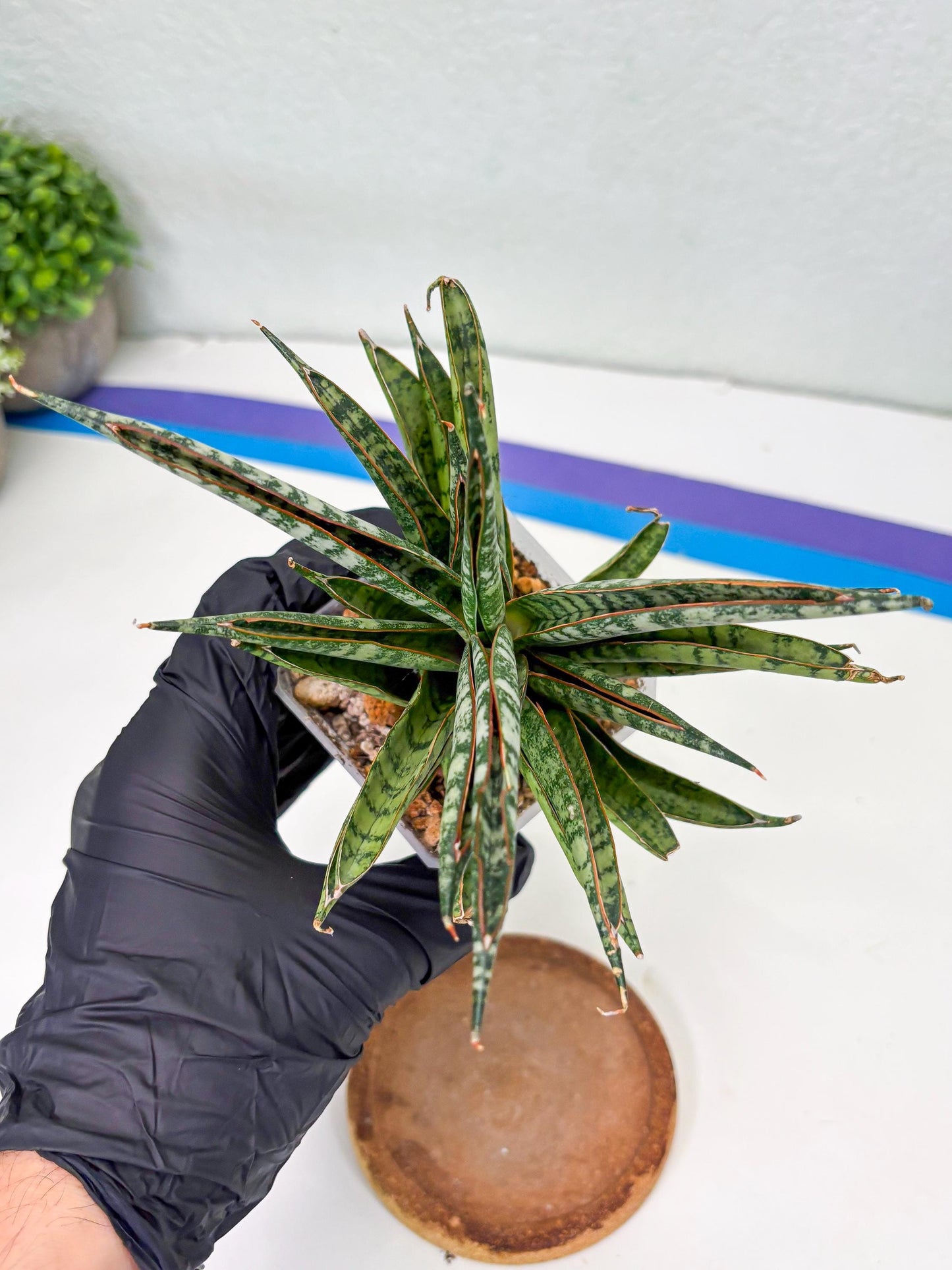 Sansevieria Sunshine Angel (Su1) (1) | Imported Sansevieria