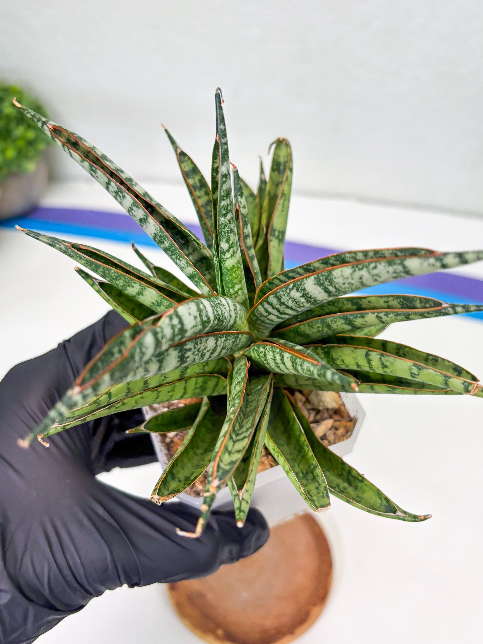 Sansevieria Sunshine Angel (Su1) (1) | Imported Sansevieria