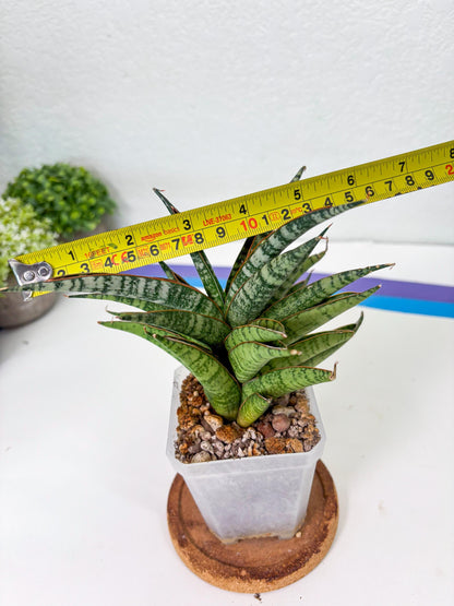 Sansevieria Sunshine Angel (Su1) (1) | Imported Sansevieria
