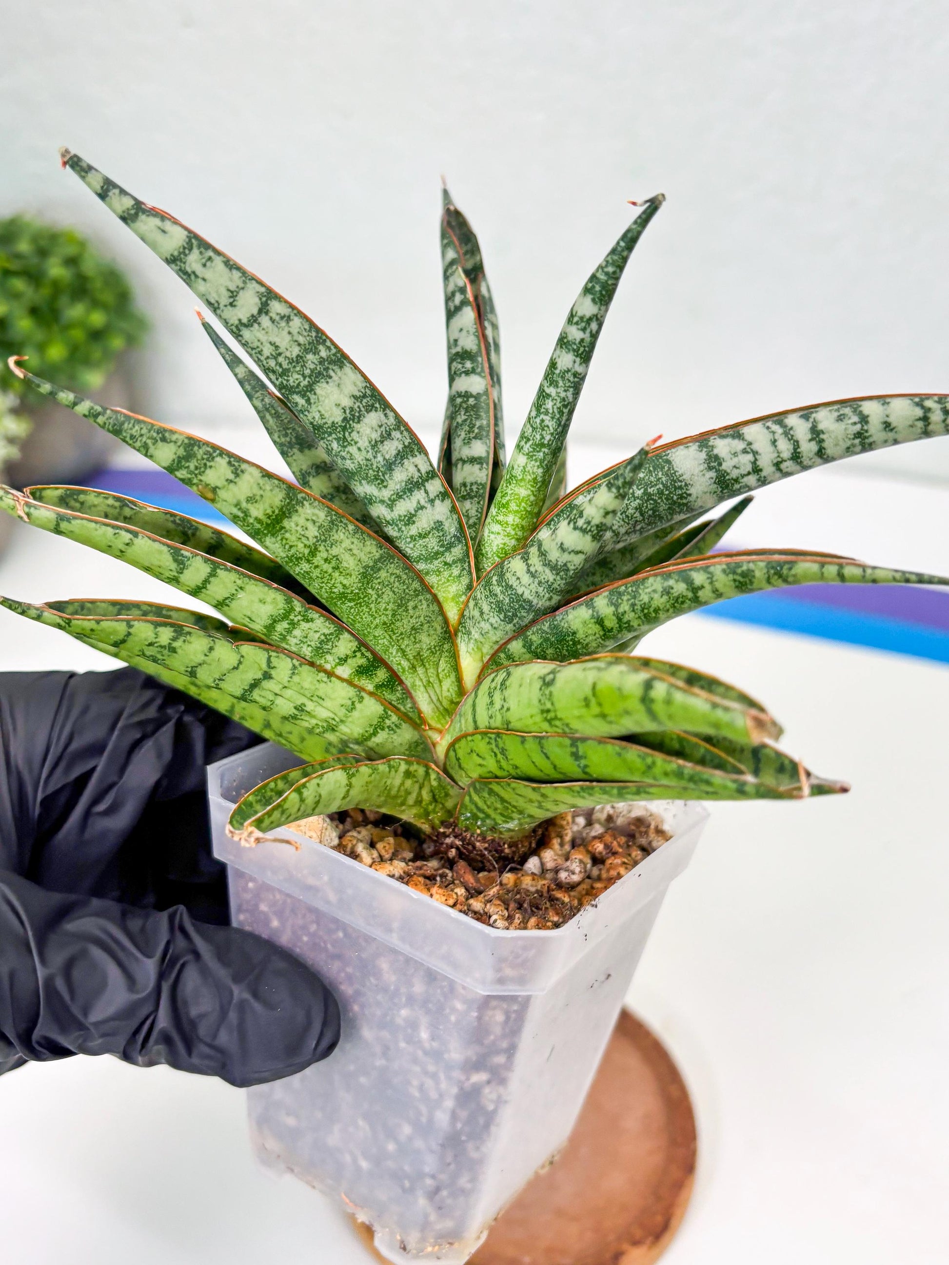 Sansevieria Sunshine Angel (Su1) (1) | Imported Sansevieria