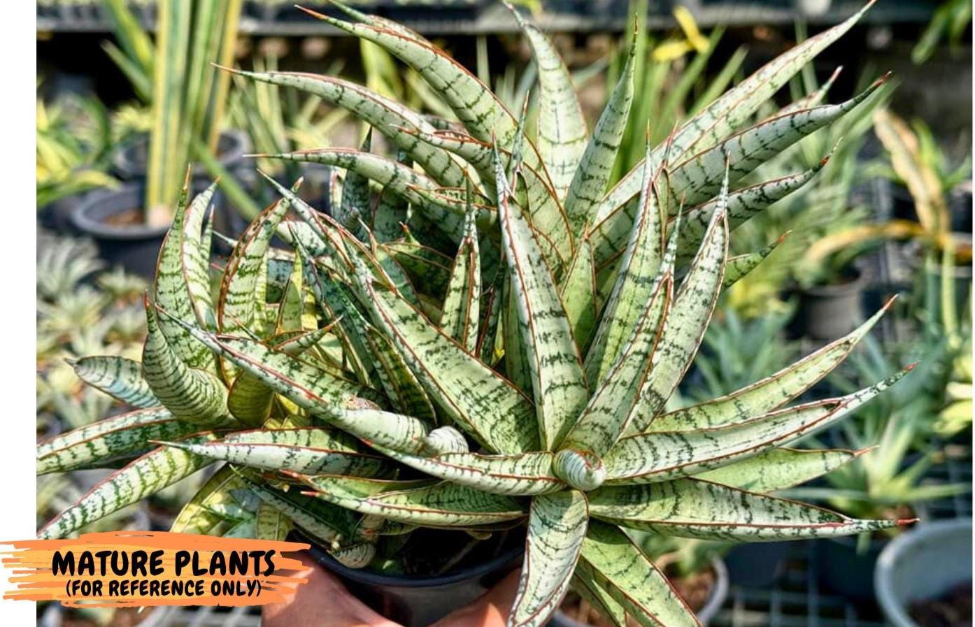 Sansevieria Sunshine Angel (Su1) (1) | Imported Sansevieria