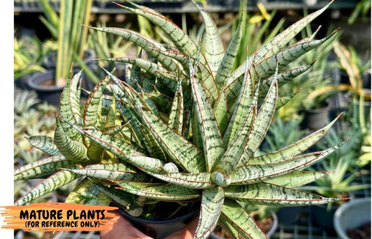 Sansevieria Sunshine Angel (Su1) (1) | Imported Sansevieria