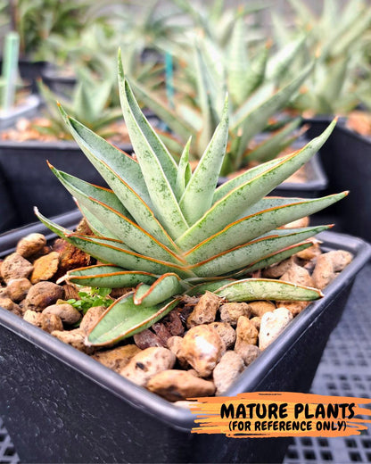 Sansevieria Baby Yoda (su4) (9) | Dwarf Hybrids