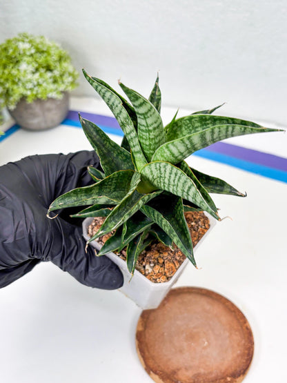 Sansevieria Sindoro (Su1) (17) | Imported Sansevieria