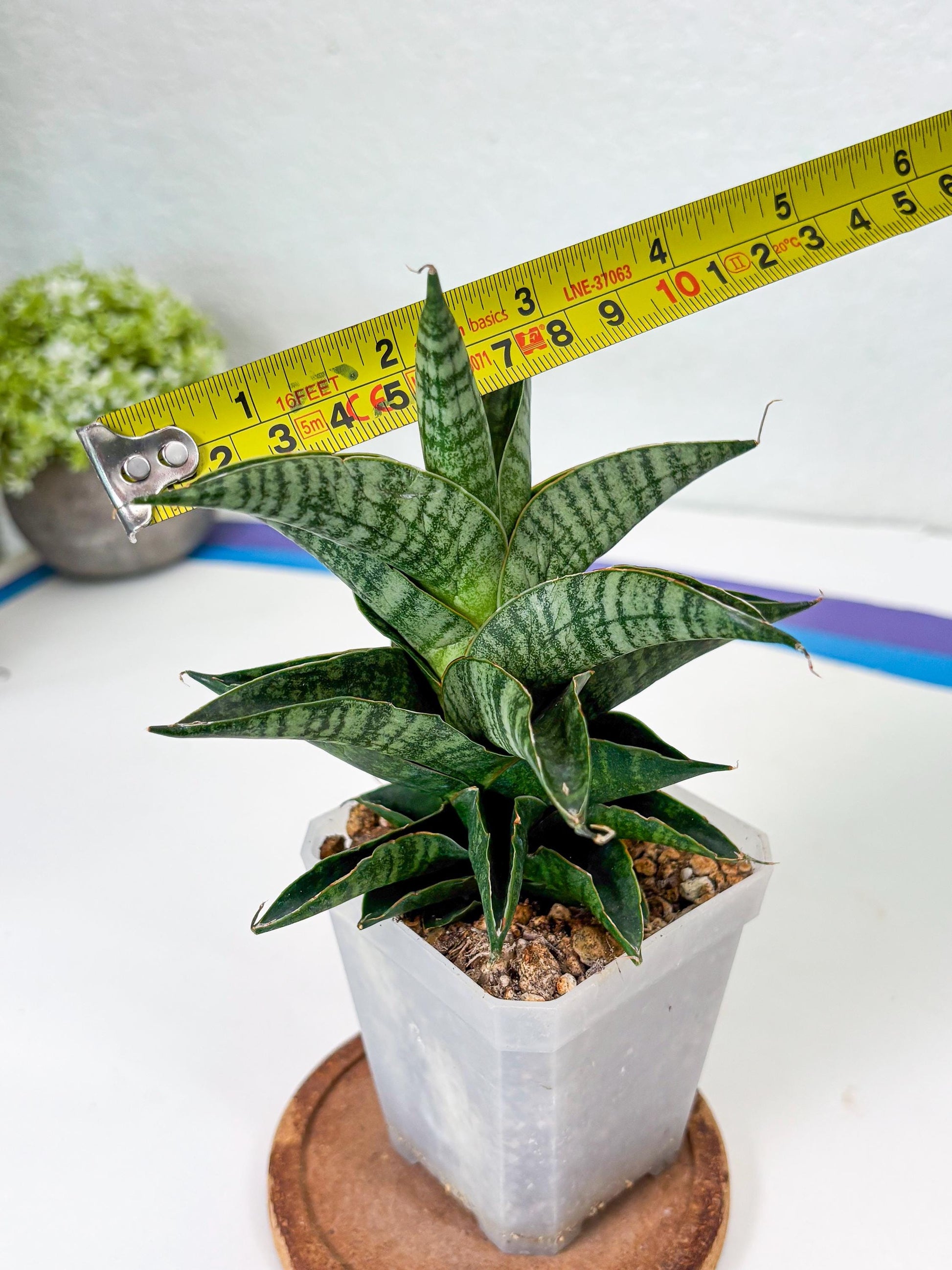 Sansevieria Sindoro (Su1) (17) | Imported Sansevieria