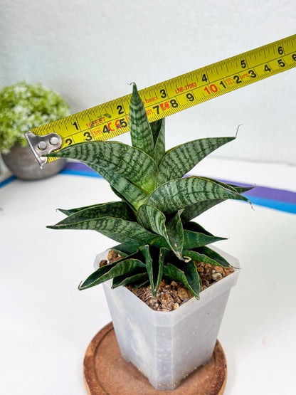 Sansevieria Sindoro (Su1) (17) | Imported Sansevieria