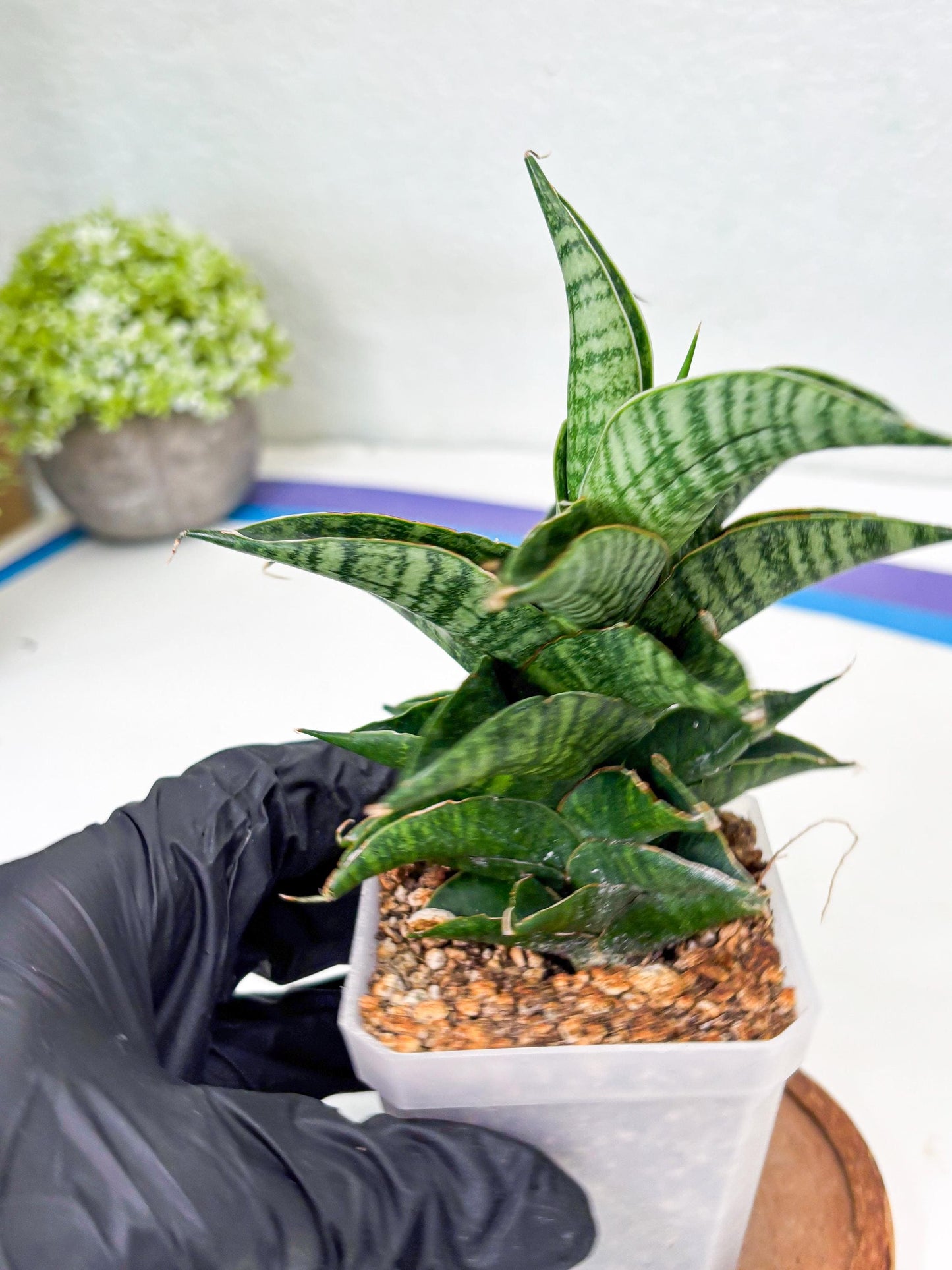 Sansevieria Sindoro (Su1) (17) | Imported Sansevieria