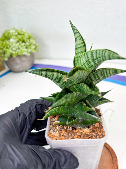 Sansevieria Sindoro (Su1) (17) | Imported Sansevieria