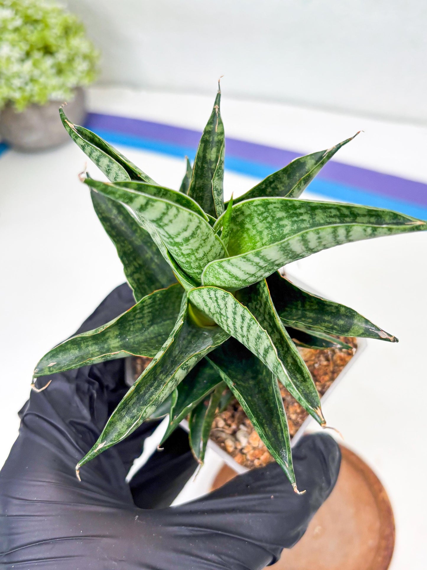 Sansevieria Sindoro (Su1) (17) | Imported Sansevieria