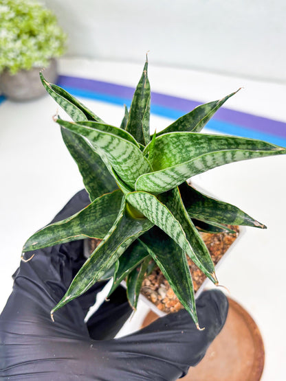 Sansevieria Sindoro (Su1) (17) | Imported Sansevieria
