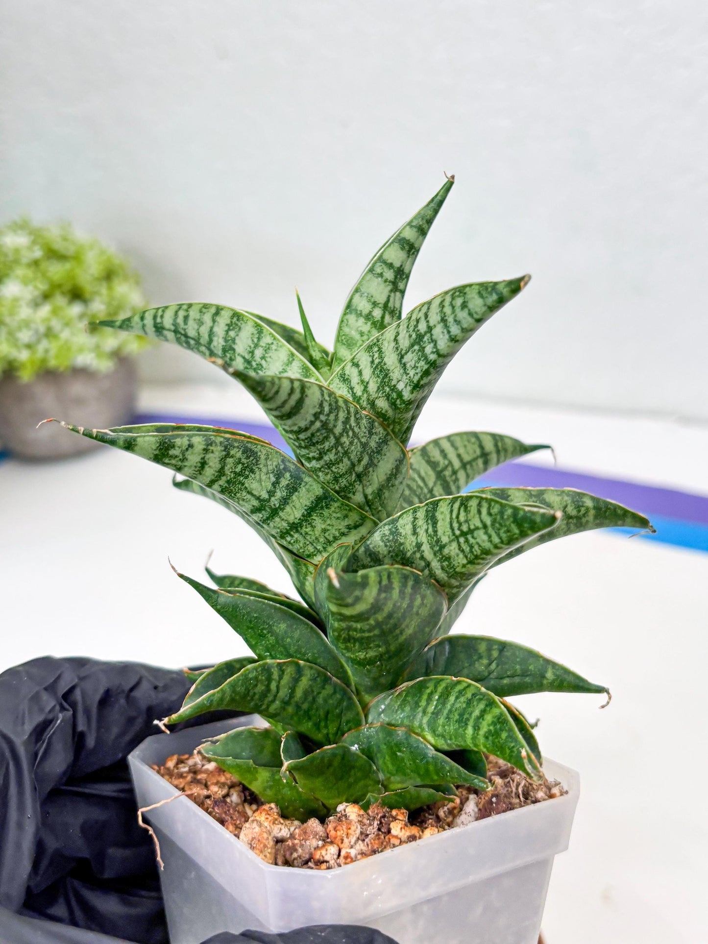 Sansevieria Sindoro (Su1) (17) | Imported Sansevieria