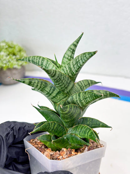 Sansevieria Sindoro (Su1) (17) | Imported Sansevieria