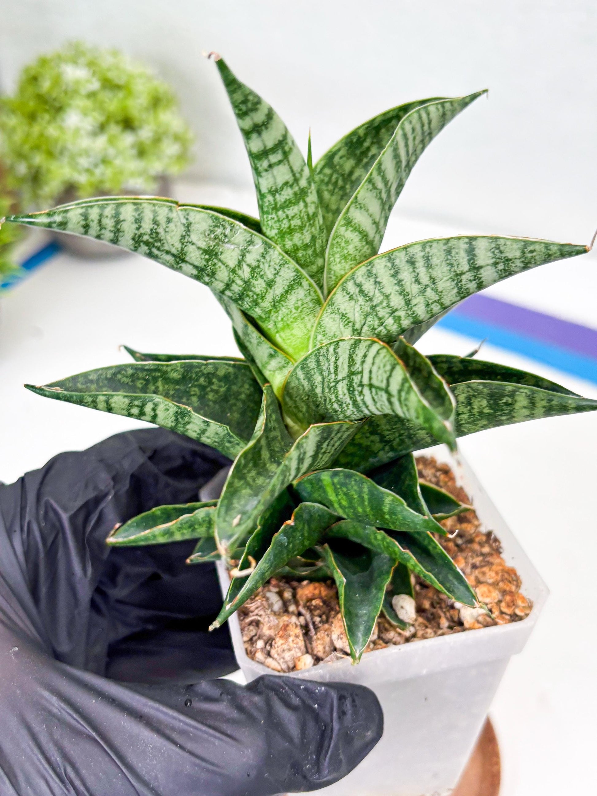 Sansevieria Sindoro (Su1) (17) | Imported Sansevieria