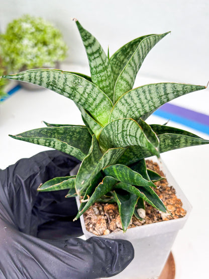 Sansevieria Sindoro (Su1) (17) | Imported Sansevieria