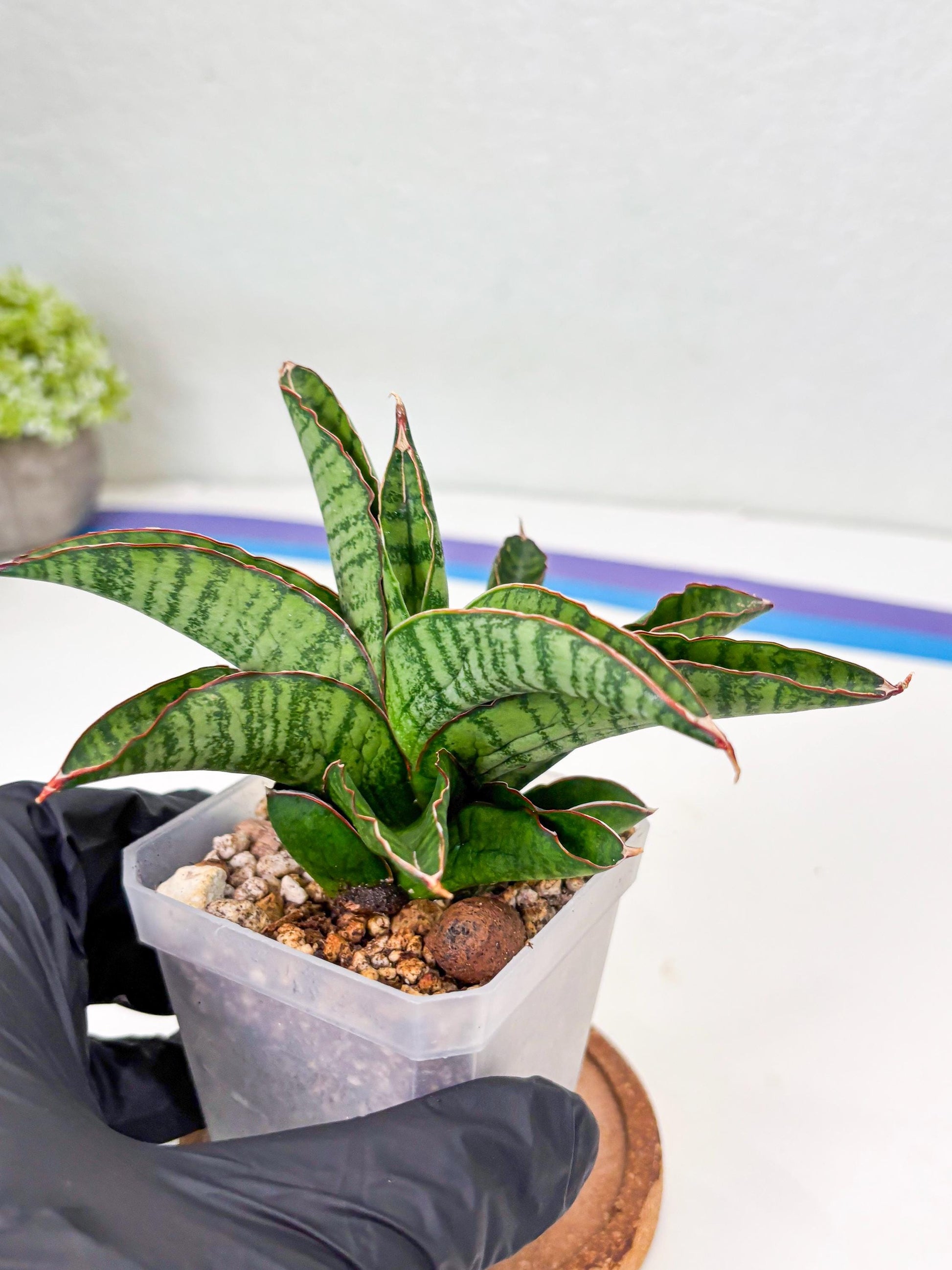 Sansevieria Srikandi (Su2) (2) | Imported Sansevieria