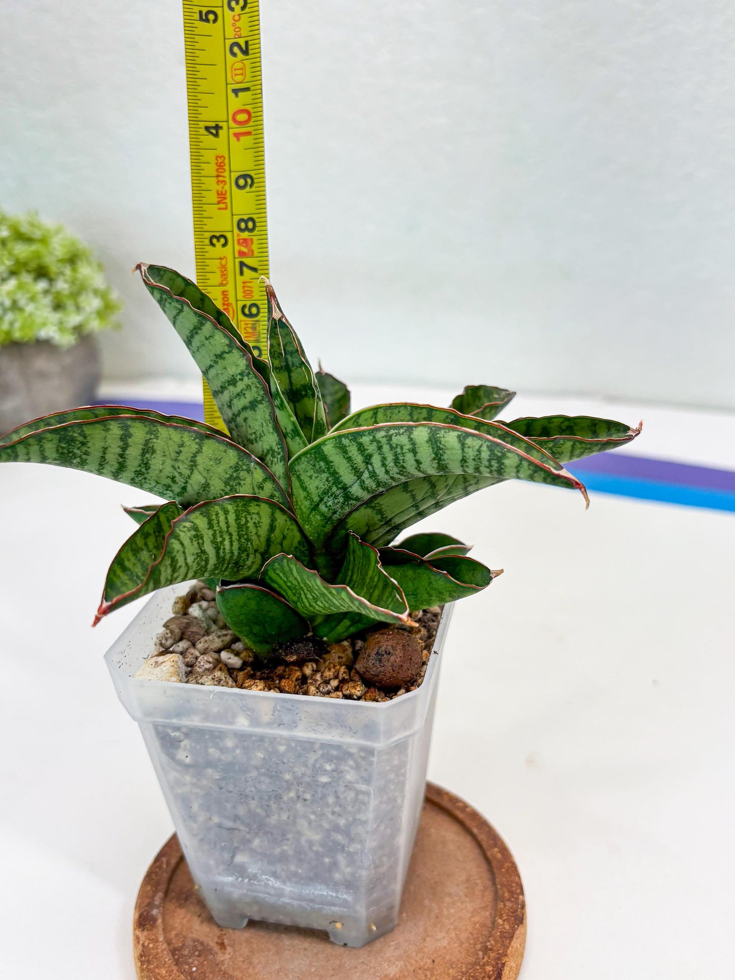 Sansevieria Srikandi (Su2) (2) | Imported Sansevieria