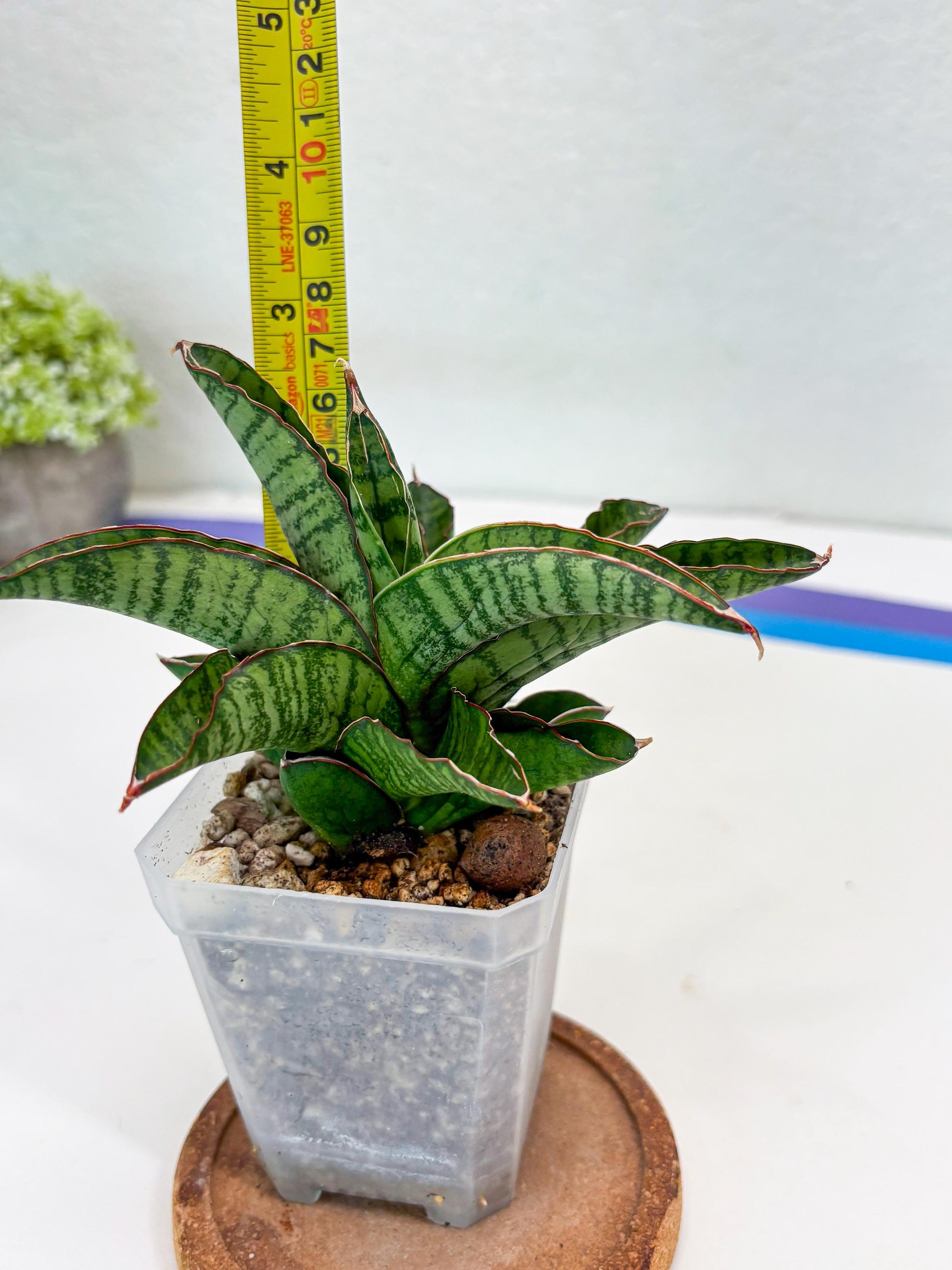 sansevieria srikandi Sansevieria Srikandi (Su2) (2)