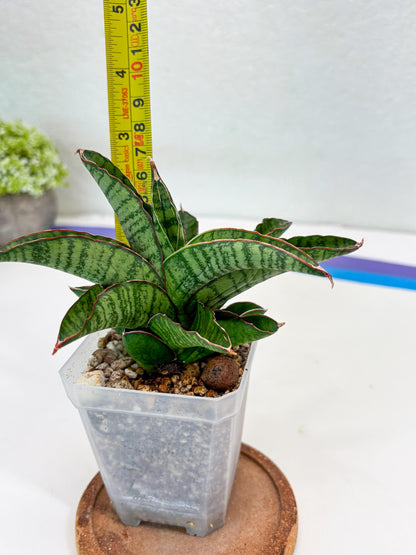 Sansevieria Srikandi (Su2) (2) | Imported Sansevieria