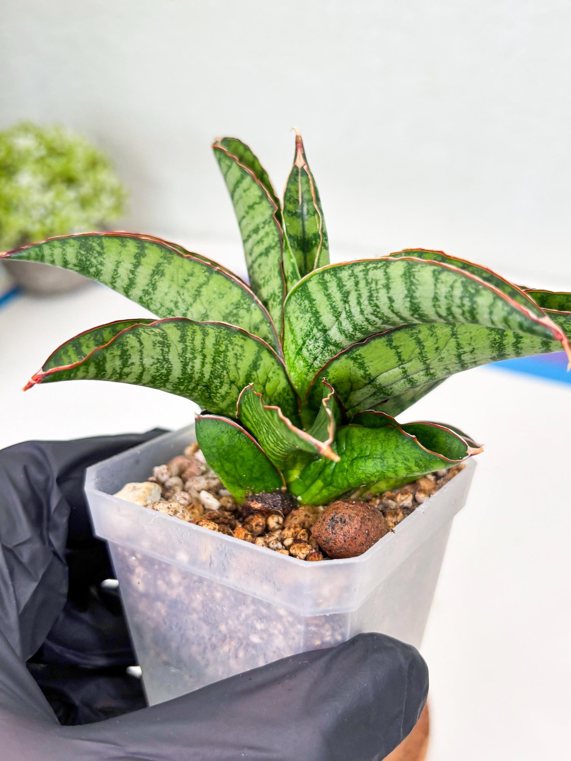 Sansevieria Srikandi (Su2) (2) | Imported Sansevieria