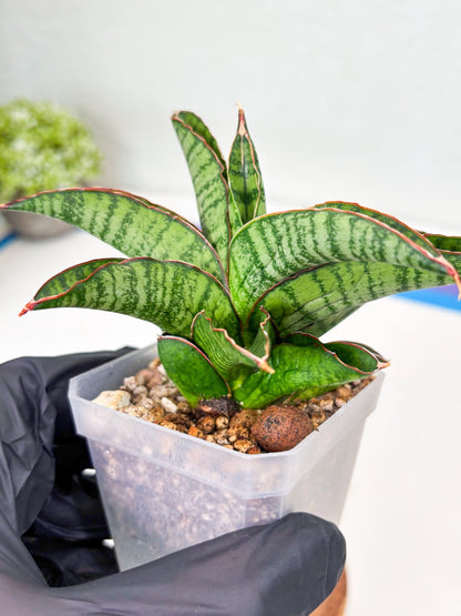 Sansevieria Srikandi (Su2) (2) | Imported Sansevieria