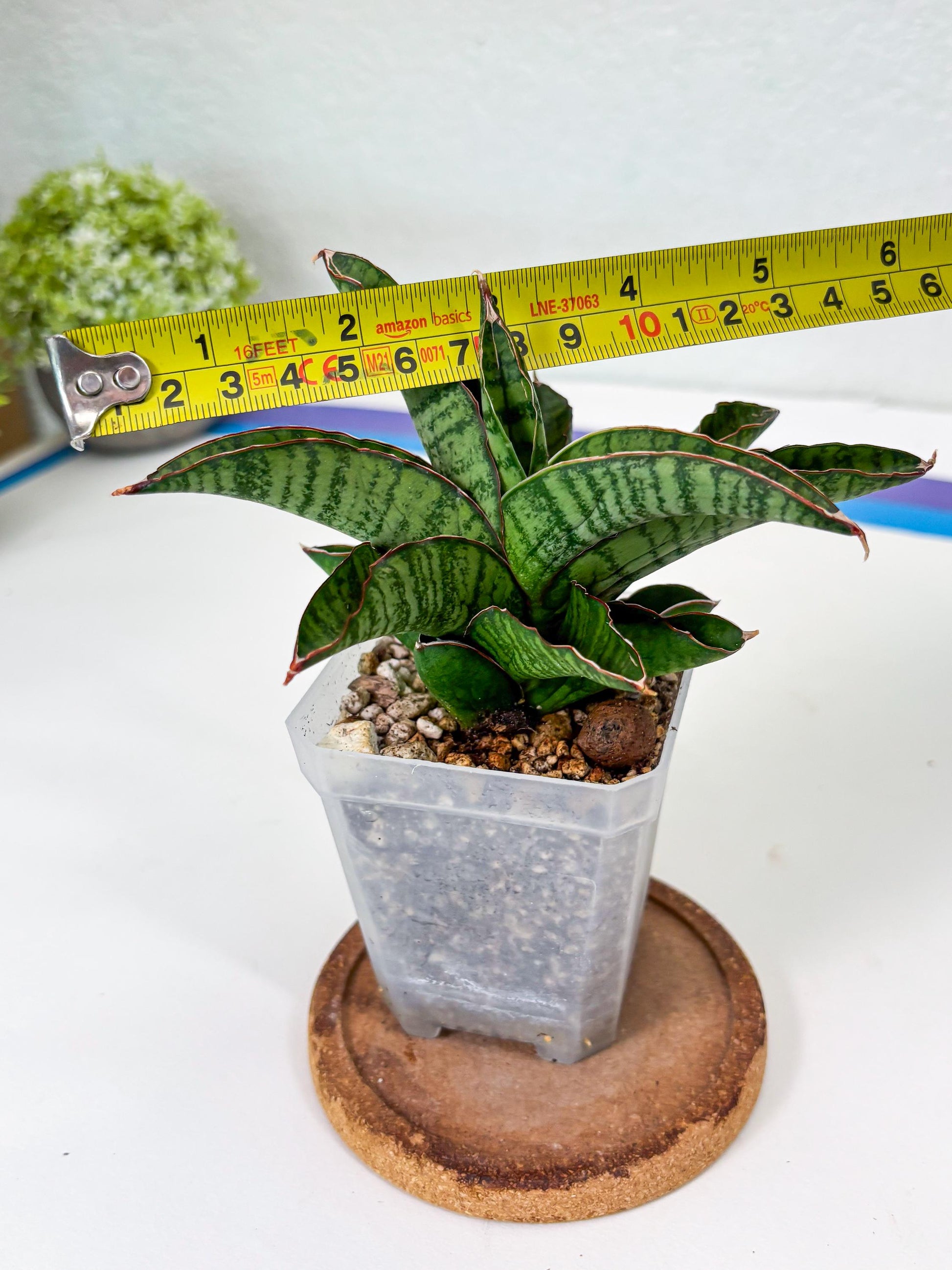 Sansevieria Srikandi (Su2) (2) | Imported Sansevieria