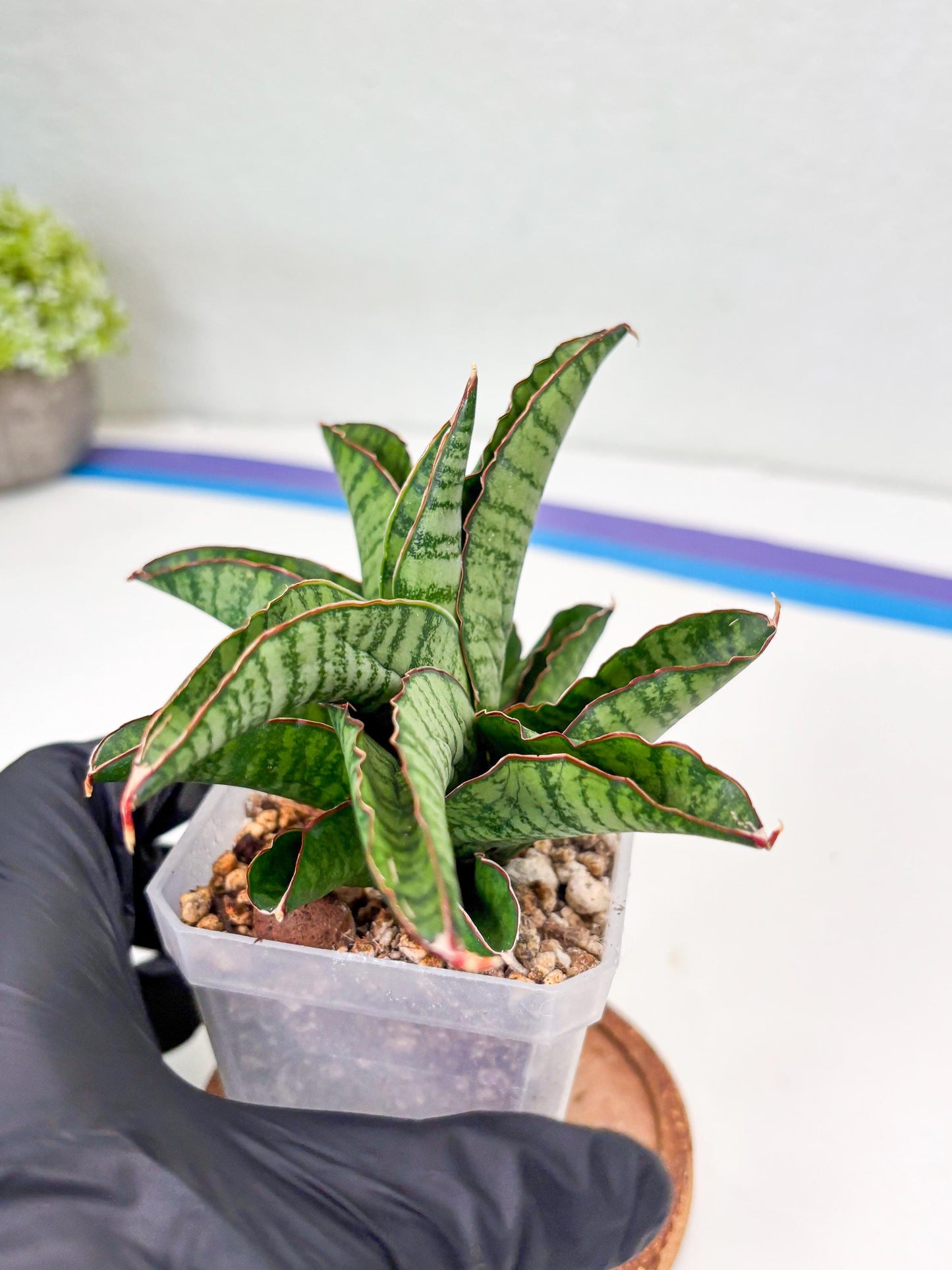 Sansevieria Srikandi (Su2) (2) | Imported Sansevieria
