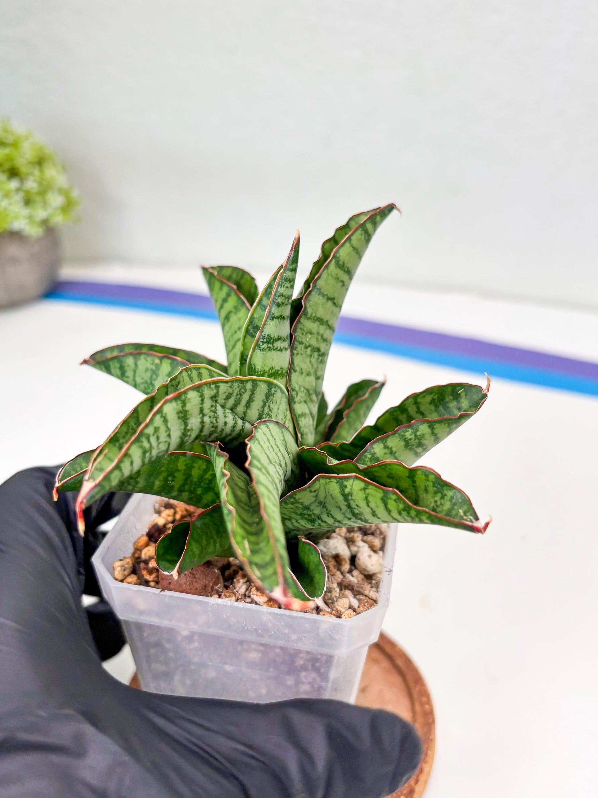 Sansevieria Srikandi (Su2) (2) | Imported Sansevieria