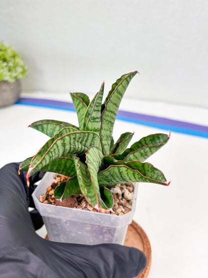 Sansevieria Srikandi (Su2) (2) | Imported Sansevieria
