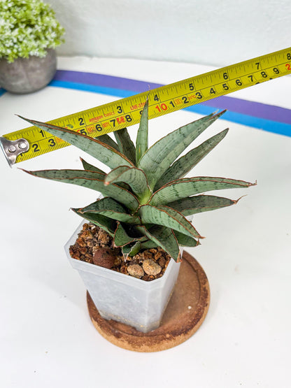Sansevieria Lady Prang (Su2) (5) | Imported Sansevieria