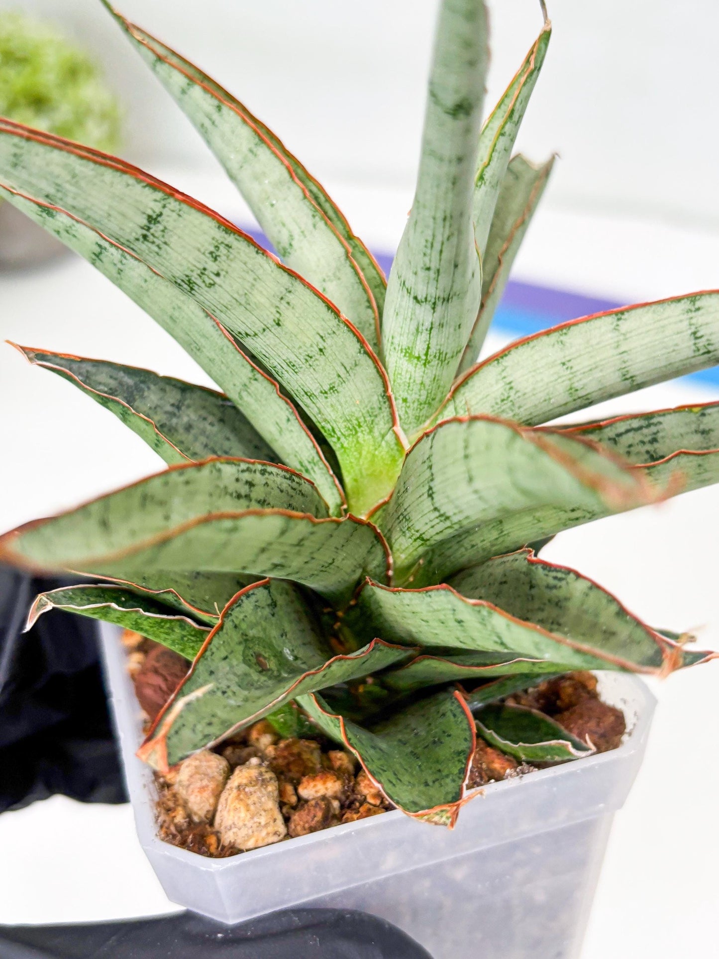 Sansevieria Lady Prang (Su2) (5) | Imported Sansevieria