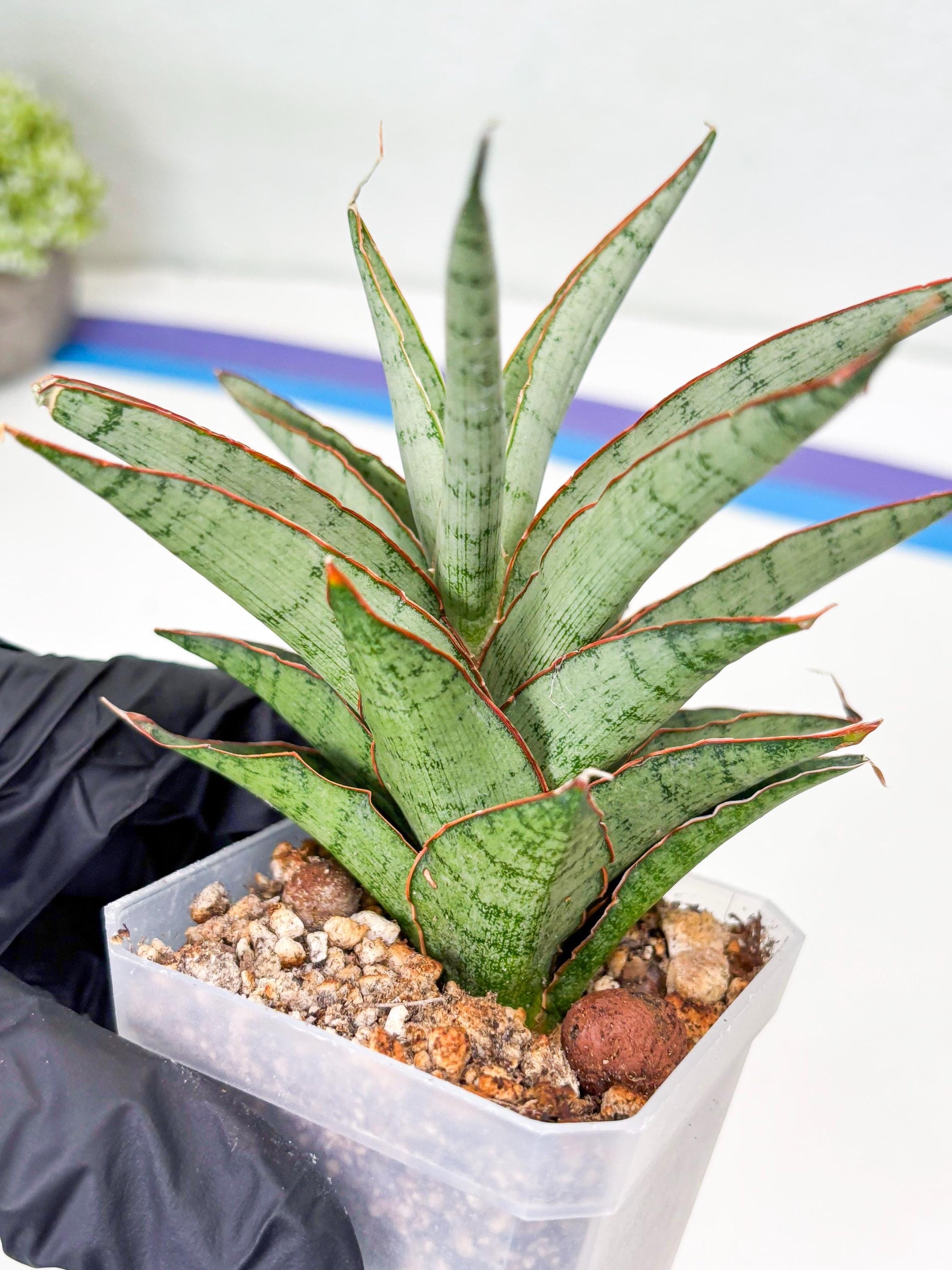 Sansevieria Lady Prang (Su2) (5) | Imported Sansevieria