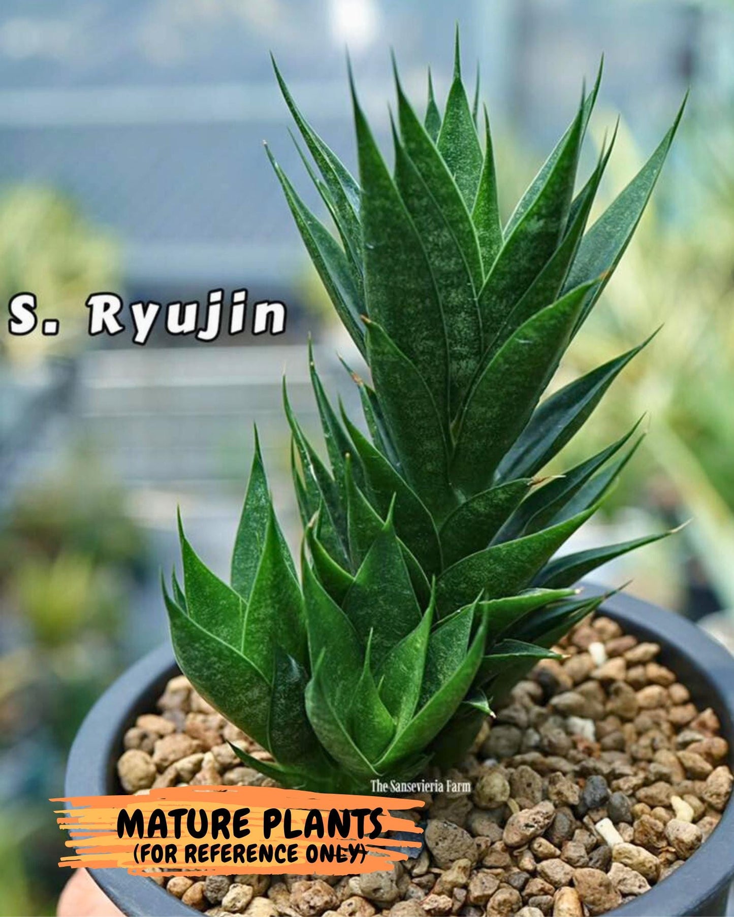 Sansevieria Ryujin (ca5) (b) | Dwarf hybrid