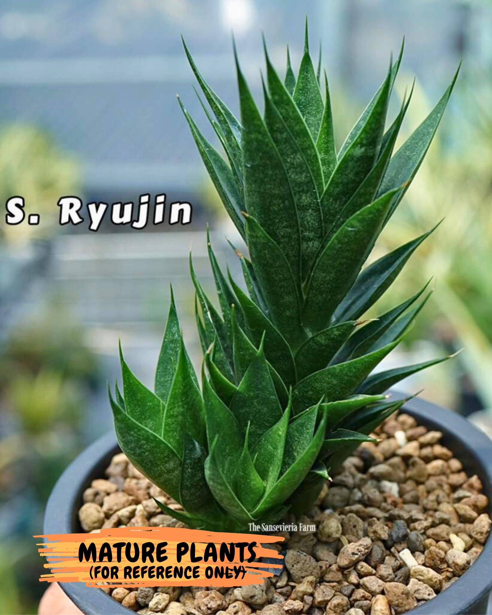 Sansevieria Ryujin (ca5) (b) | Dwarf hybrid
