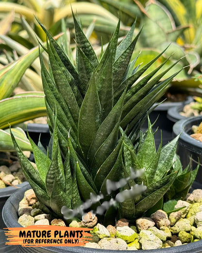 Sansevieria Ryujin (ca5) (b) | Dwarf hybrid