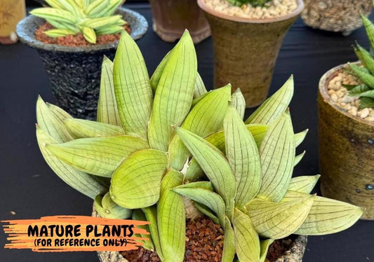 Sansevieria Rugby (Su2) (6) | Imported Sansevieria