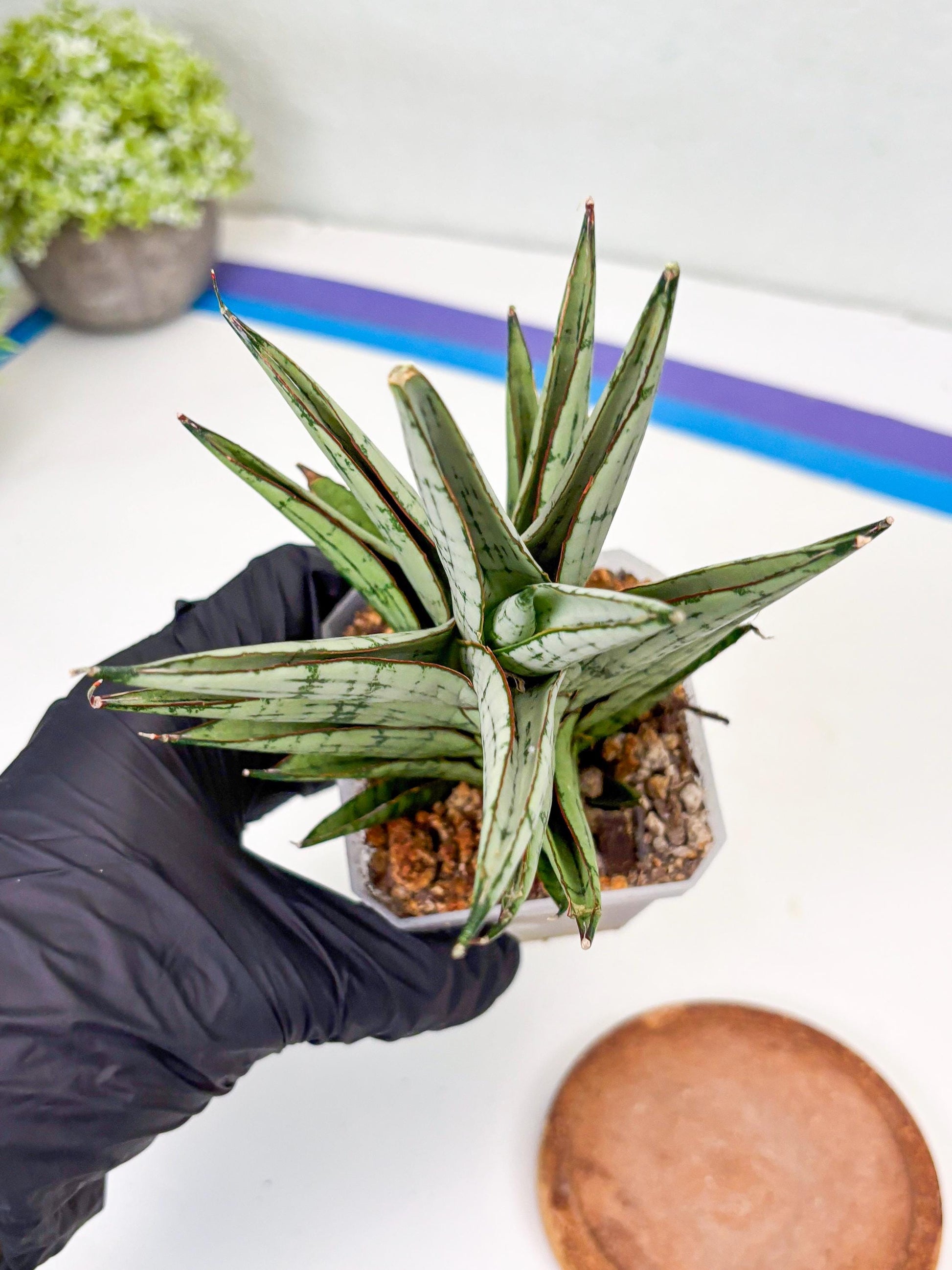 Sansevieria Peridot (Su2) (8) | Imported Sansevieria