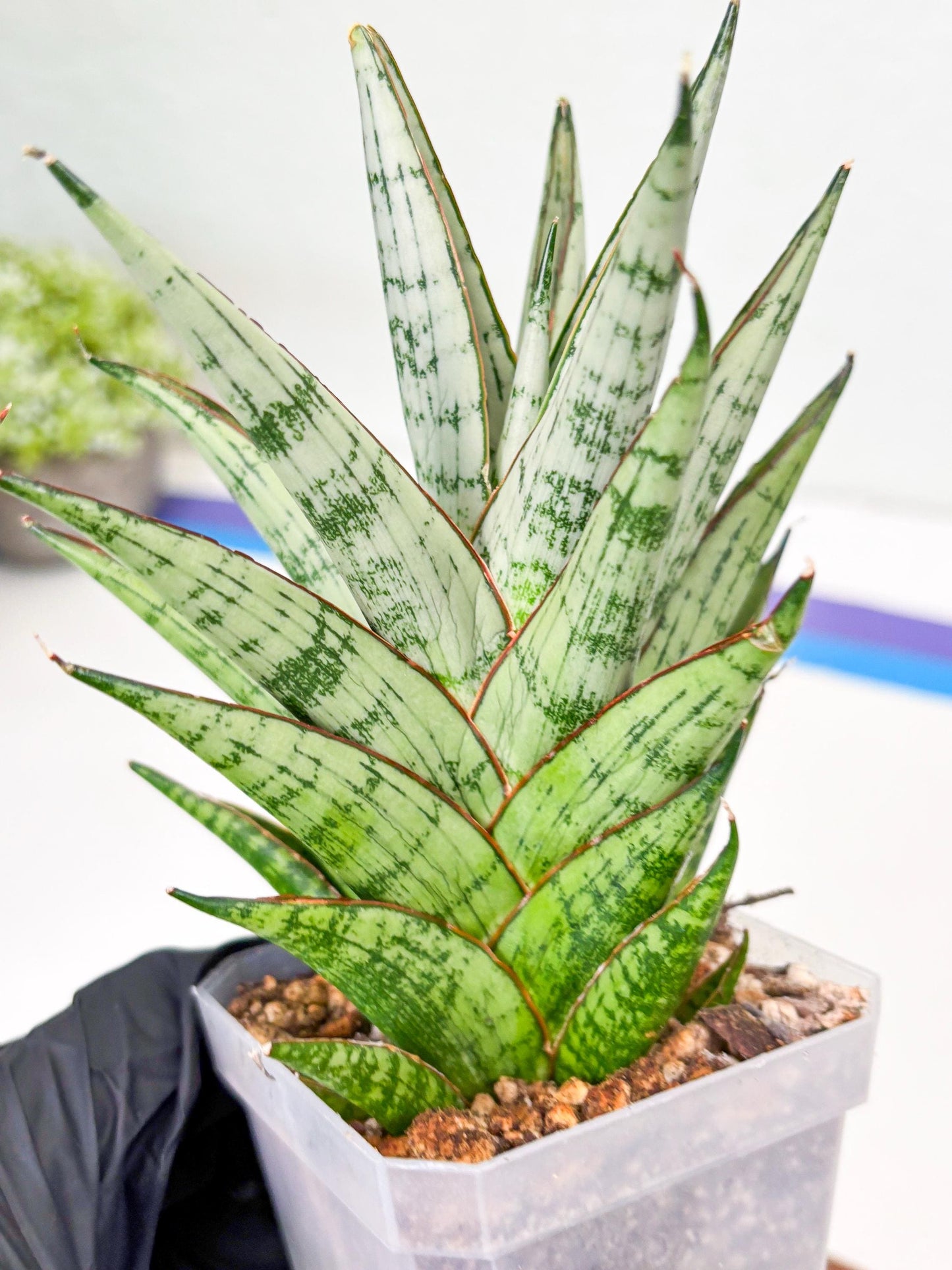 Sansevieria Peridot (Su2) (8) | Imported Sansevieria