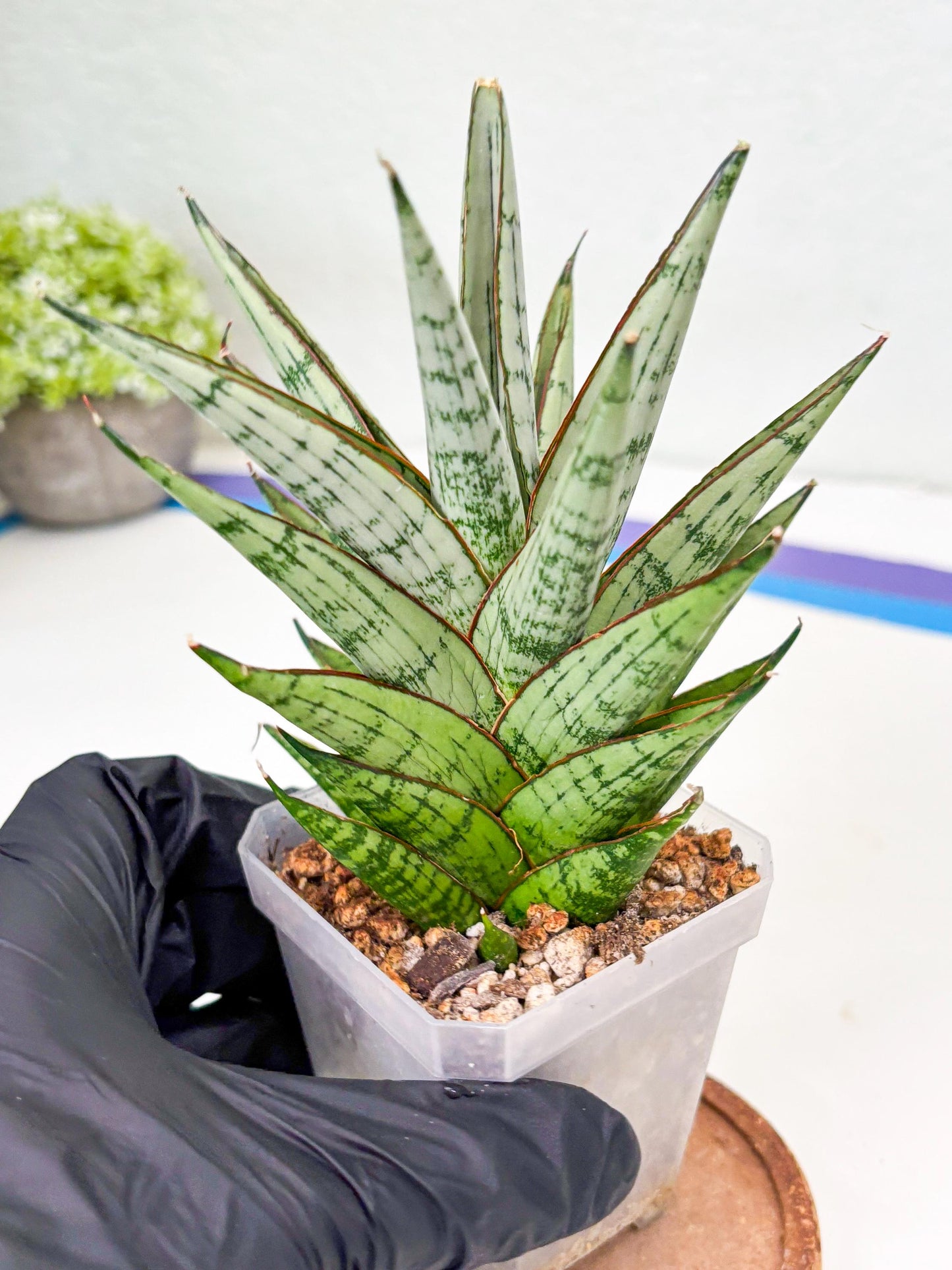 Sansevieria Peridot (Su2) (8) | Imported Sansevieria