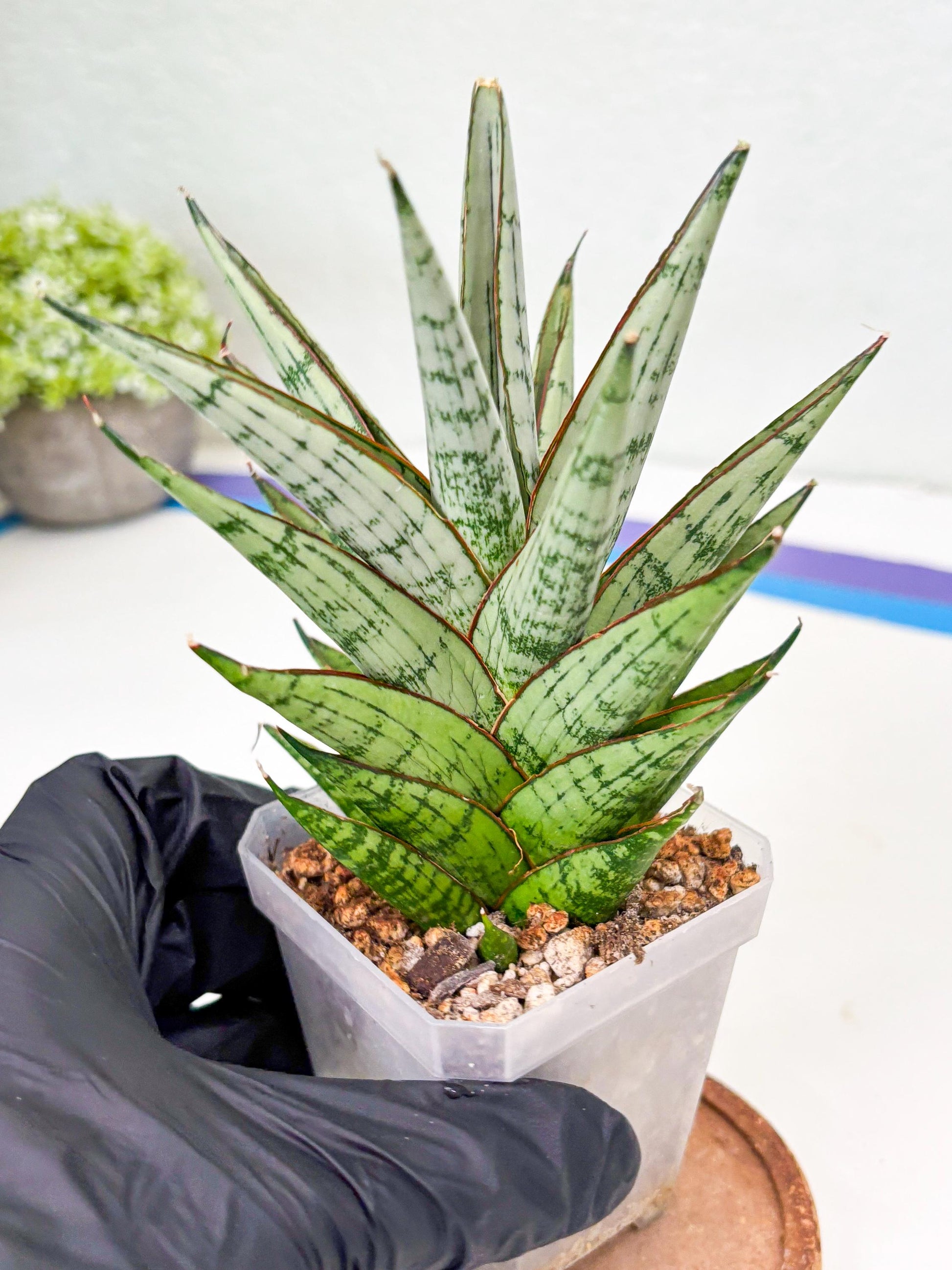 Sansevieria Peridot (Su2) (8) | Imported Sansevieria