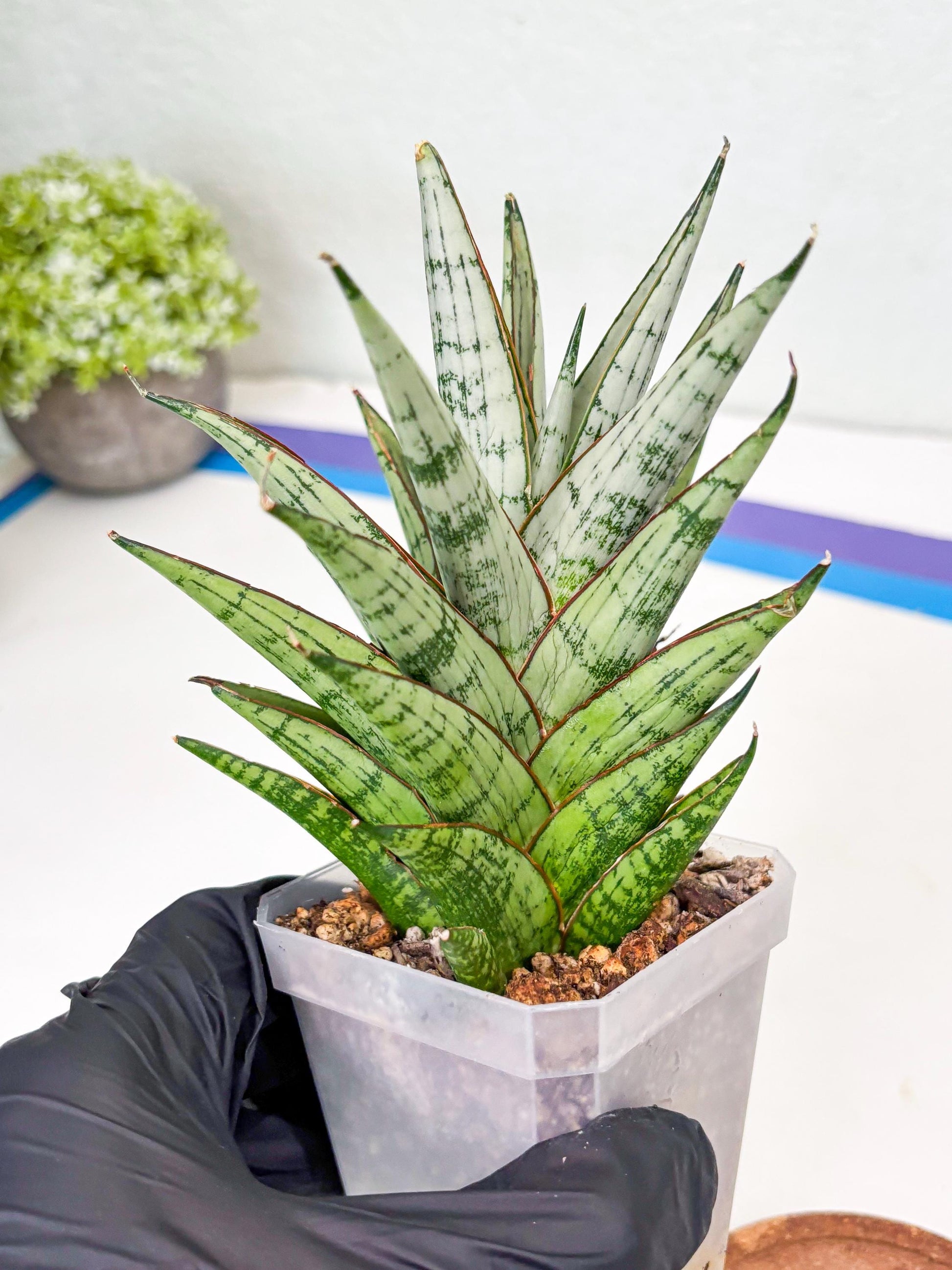 Sansevieria Peridot (Su2) (8) | Imported Sansevieria
