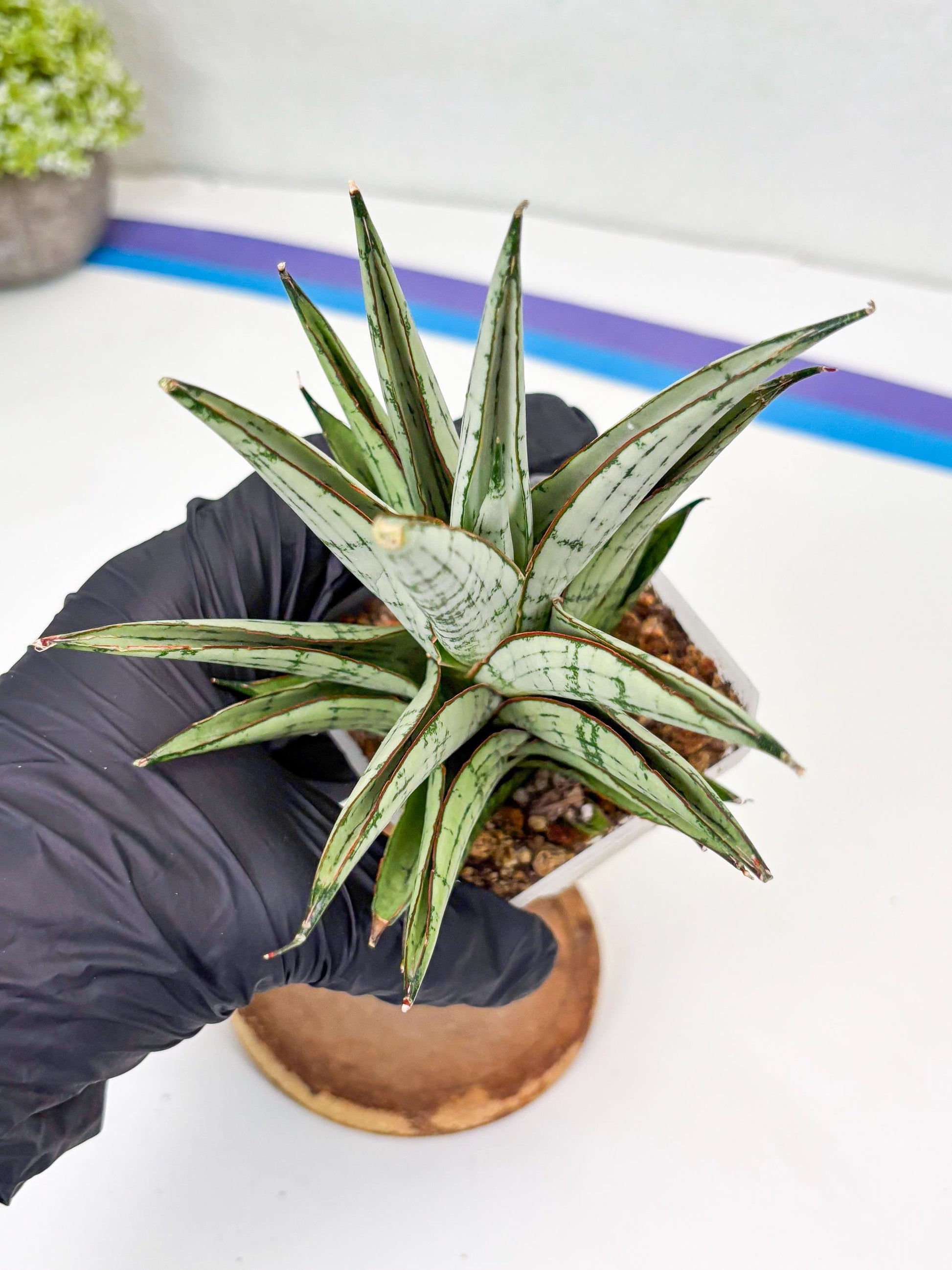 Sansevieria Peridot (Su2) (8) | Imported Sansevieria