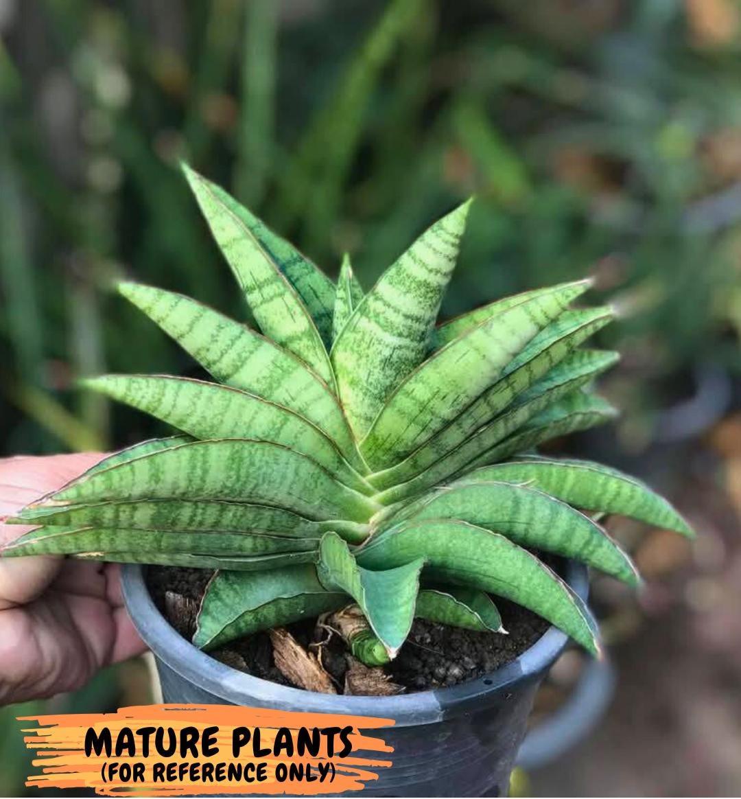 Sansevieria Srikandi (Su2) (2) | Imported Sansevieria