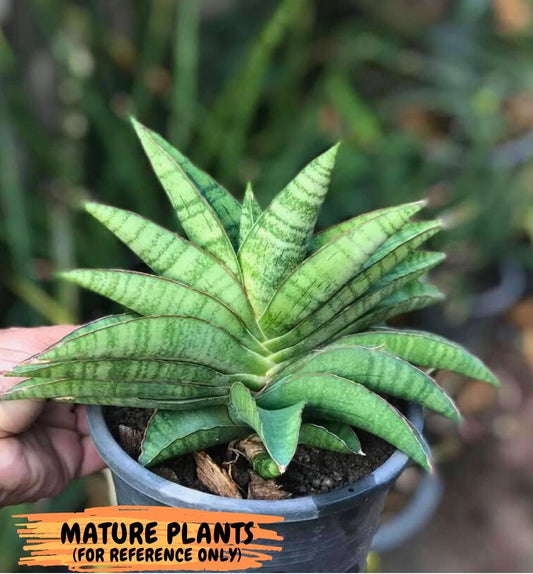 Sansevieria Srikandi (Su2) (2) | Imported Sansevieria