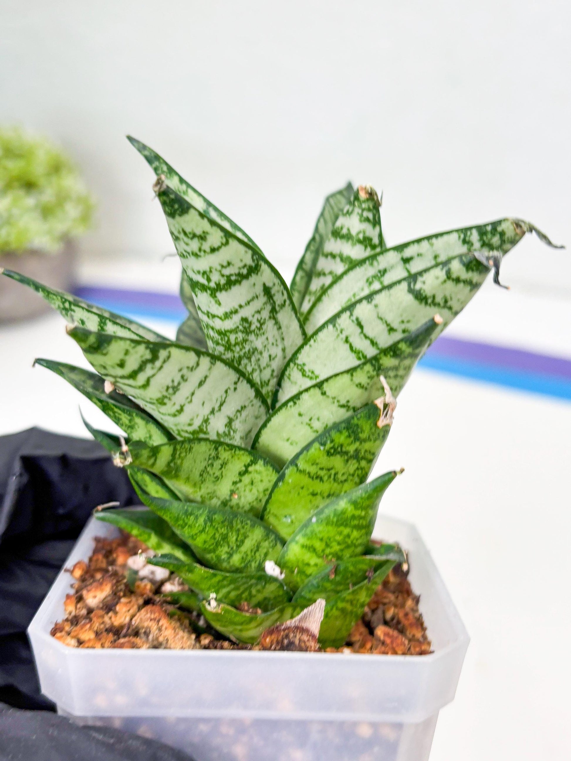 Sansevieria Ehrendel (Su2) (11) | Imported Sansevieria